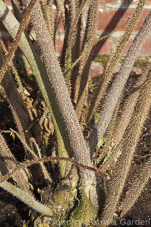 Many rambler roses have fine, bristly thorns that can make them extremely unpleasant to work with