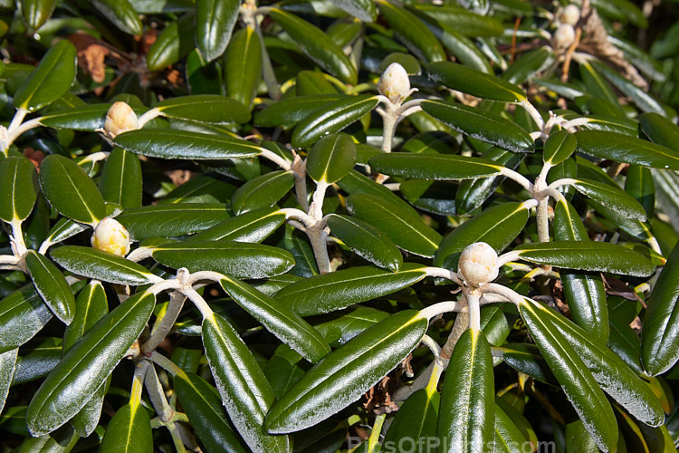 <i>Rhododendron degronianum</i> subsp. <i>yakushimanum</i> (syn. <i>Rhododendron yakushimanum</i>), a parent of many garden hybrids, this compact, relatively late blooming, heavy flowering shrub is a native of Yakushima Island off southern Japan. Order: Ericales, Family: Ericaceae