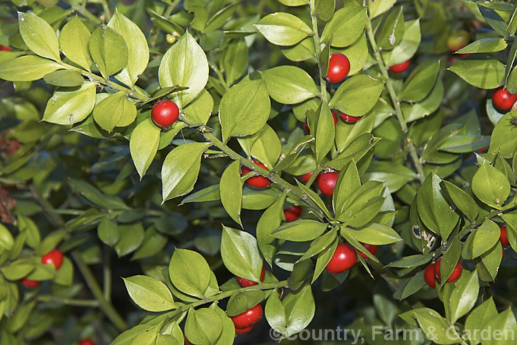 Butcher's Broom or Box Holly (<i>Ruscus aculeatus</i>), an evergreen shrub found from the Mediterranean and the Black Sea region to Britain and the Azores. It grows to around 12m tall and its leaf-like cladophylls enclose small greenish white flowers that develop into red berries. ruscus-3269htm'>Ruscus.