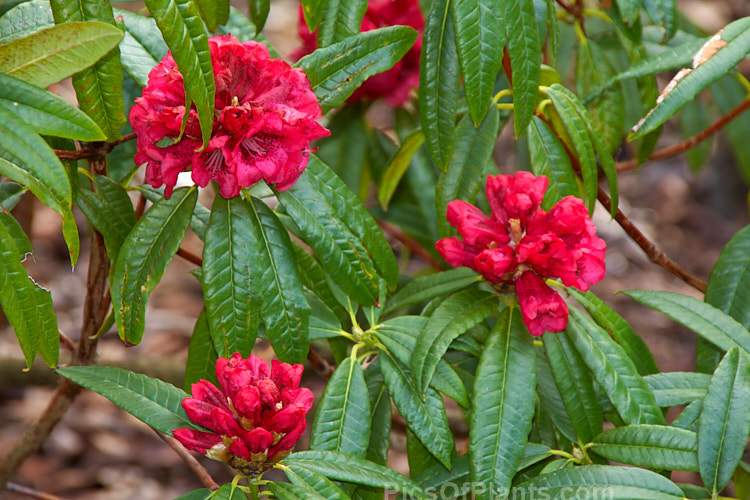 <i>Rhododendron kendrickii</i>, an irroratum series species native to Bhutan, southeastern Tibet and northern India and found at up to 2800m altitude. It is an early-flowering, 2-3m tall shrub with variably coloured bell-shaped flowers that range from mid pink through crimson to scarlet, usually with conspicuous darker spotting. The flower trusses can carry over 15 blooms.