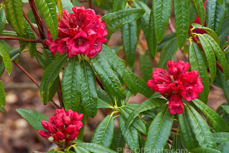 <i>Rhododendron kendrickii</i>, an irroratum series species native to Bhutan, southeastern Tibet and northern India and found at up to 2800m altitude. It is an early-flowering, 2-3m tall shrub with variably coloured bell-shaped flowers that range from mid pink through crimson to scarlet, usually with conspicuous darker spotting. The flower trusses can carry over 15 blooms.