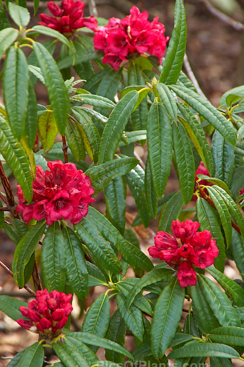 <i>Rhododendron kendrickii</i>, an irroratum series species native to Bhutan, southeastern Tibet and northern India and found at up to 2800m altitude. It is an early-flowering, 2-3m tall shrub with variably coloured bell-shaped flowers that range from mid pink through crimson to scarlet, usually with conspicuous darker spotting. The flower trusses can carry over 15 blooms.