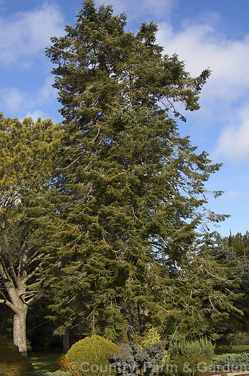 Giant Fir or Grand Fir (<i>Abies grandis</i>), a fast-growing conifer from northwestern North America. It can become a very tall (75m) single-trunked tree. Cultivated specimens are often trained for multiple trunks. Order: Pinales, Family: Pinaceae