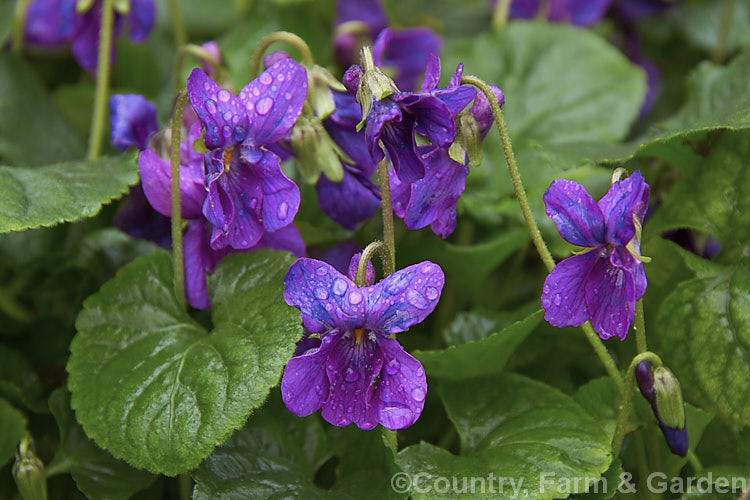 Sweet Violet (<i>Viola odorata</i>), a low-growing, stoloniferous, spring-flowering. European perennial. The flowers are sweetly scented and the fragrance is widely used in perfumes. viola-2165htm'>Viola. <a href='violaceae-plant-family-photoshtml'>Violaceae</a>.