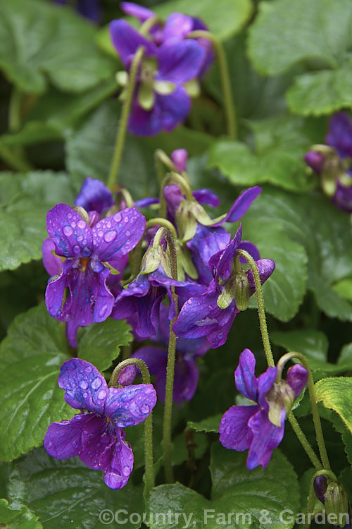 Sweet Violet (<i>Viola odorata</i>), a low-growing, stoloniferous, spring-flowering. European perennial. The flowers are sweetly scented and the fragrance is widely used in perfumes. viola-2165htm'>Viola. <a href='violaceae-plant-family-photoshtml'>Violaceae</a>.