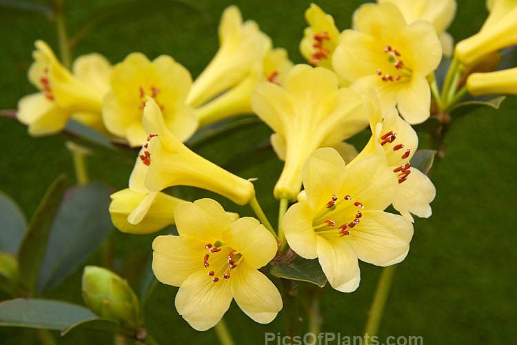 <i>Rhododendron</i> 'Yellow Bunny' ('Golden Prolific' x <i>Rhododendron commonae</i>), a Vireya hybrid with heads of soft yellow tubular flower with orange-red anthers and a low, compact growth habit. Order: Ericales, Family: Ericaceae