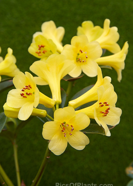 <i>Rhododendron</i> 'Yellow Bunny' ('Golden Prolific' x <i>Rhododendron commonae</i>), a Vireya hybrid with heads of soft yellow tubular flower with orange-red anthers and a low, compact growth habit. Order: Ericales, Family: Ericaceae