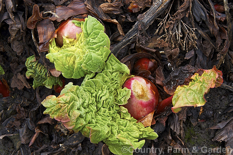 The early spring buds and unfurling leaves of Rhubarb (<i>Rheum x cultorum</i>), a rhizomatous perennial grown for its edible leaf stalks, which are red when ready to eat. It dies away completely in autumn but develops rapidly from late winter