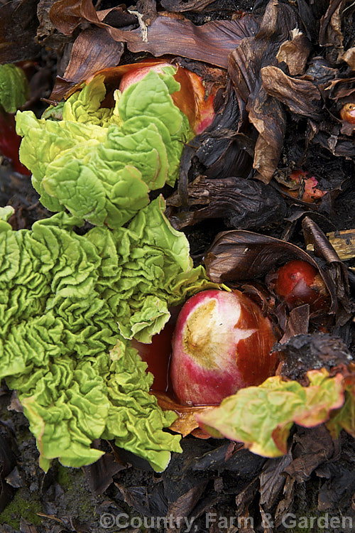 The early spring buds and unfurling leaves of Rhubarb (<i>Rheum x cultorum</i>), a rhizomatous perennial grown for its edible leaf stalks, which are red when ready to eat. It dies away completely in autumn but develops rapidly from late winter
