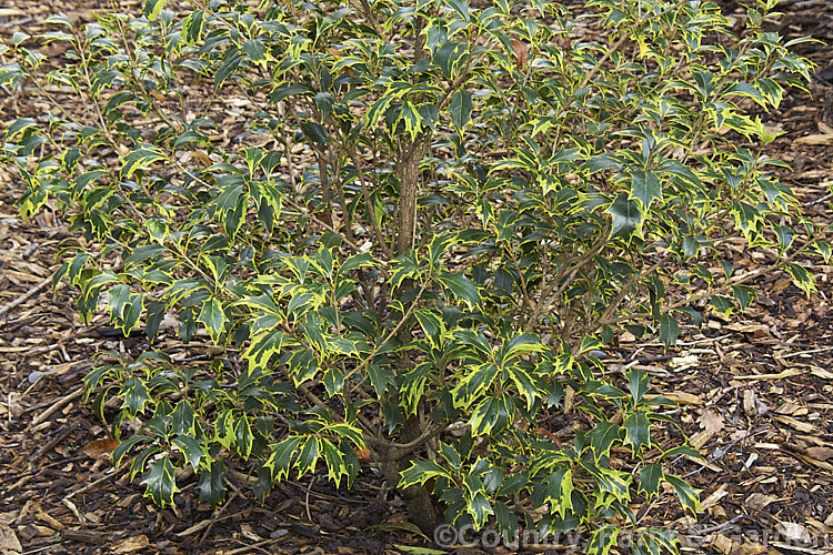 Osmanthus heterophyllus 'Aureomarginatus' (syn 'Aureus'), a variegated form of the Holly Olive, a Japanese evergreen shrub up to 5m tall Its leaves have a variable yellow margin. osmanthus-2205htm'>Osmanthus. <a href='oleaceae-plant-family-photoshtml'>Oleaceae</a>.