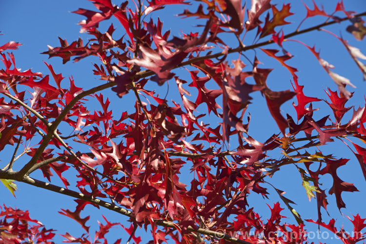 Pin Oak (<i>Quercus palustris</i>) in autumn. This 20-35m tall deciduous tree is native to northeast. North America, has a columnar growth habit and often colours well in autumn, turning deep red. It can be distinguished from the similar. Scarlet Oak (<i>Quercus coccinea</i>), by its small acorns, minute tufts of hairs in the forks of the veins on the undersides of its leaves and usually narrower, asymmetrical basal foliage lobes. Order: Fagales, Family: Fagaceae