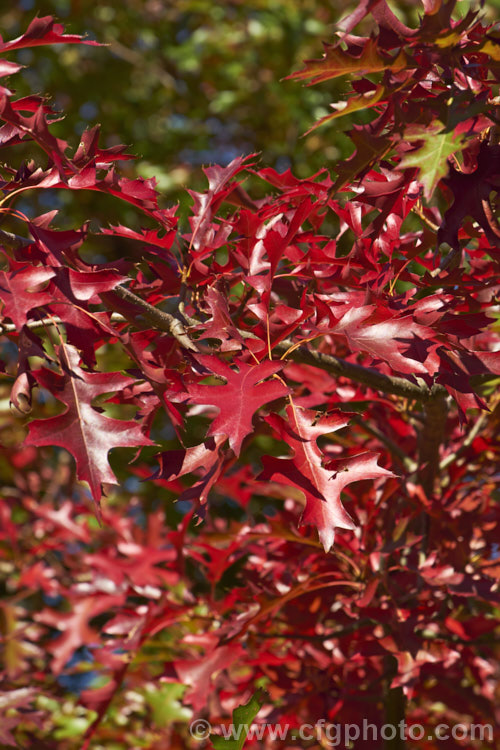 Pin Oak (<i>Quercus palustris</i>) in autumn. This 20-35m tall deciduous tree is native to northeast. North America, has a columnar growth habit and often colours well in autumn, turning deep red. It can be distinguished from the similar. Scarlet Oak (<i>Quercus coccinea</i>), by its small acorns, minute tufts of hairs in the forks of the veins on the undersides of its leaves and usually narrower, asymmetrical basal foliage lobes. Order: Fagales, Family: Fagaceae