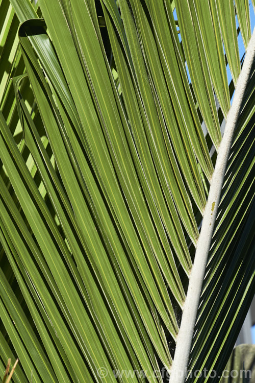 The underside of a young frond of a Nikau Palm or Shaving Brush Palm (<i>Rhopalostylis sapida</i>), showing the indumentum on the midrib. This rubs away as the foliage ages. This New Zealand feather palm is found as far south as 44S in the Chatham Islands, making it the southernmost palm