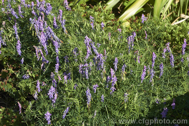 Tufted. Vetch, Blue Vetch or Cow. Vetch (<i>Vicia cracca</i>), a European perennial, tendril-tipped, scrambling vine that is usually seen growing among other plants that give it support. As a nitrogen-fixing legume, it has some uses as a fodder crop but is widely regarded as a weed. It has naturalised in many temperate areas. vicia-3388htm'>Vicia.