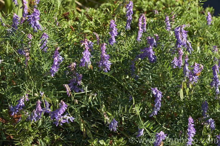 Tufted. Vetch, Blue Vetch or Cow. Vetch (<i>Vicia cracca</i>), a European perennial, tendril-tipped, scrambling vine that is usually seen growing among other plants that give it support. As a nitrogen-fixing legume, it has some uses as a fodder crop but is widely regarded as a weed. It has naturalised in many temperate areas. vicia-3388htm'>Vicia.
