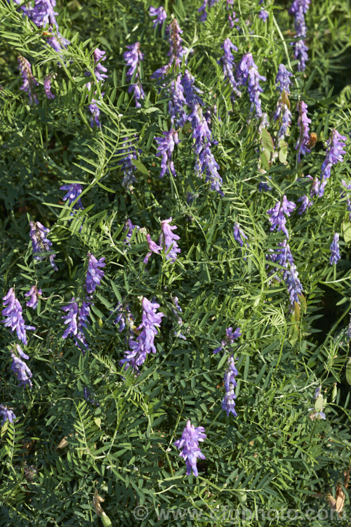 Tufted. Vetch, Blue Vetch or Cow. Vetch (<i>Vicia cracca</i>), a European perennial, tendril-tipped, scrambling vine that is usually seen growing among other plants that give it support. As a nitrogen-fixing legume, it has some uses as a fodder crop but is widely regarded as a weed. It has naturalised in many temperate areas. vicia-3388htm'>Vicia.