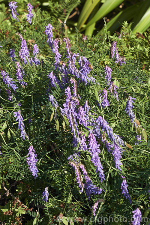 Tufted. Vetch, Blue Vetch or Cow. Vetch (<i>Vicia cracca</i>), a European perennial, tendril-tipped, scrambling vine that is usually seen growing among other plants that give it support. As a nitrogen-fixing legume, it has some uses as a fodder crop but is widely regarded as a weed. It has naturalised in many temperate areas. vicia-3388htm'>Vicia.