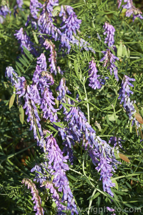 Tufted. Vetch, Blue Vetch or Cow. Vetch (<i>Vicia cracca</i>), a European perennial, tendril-tipped, scrambling vine that is usually seen growing among other plants that give it support. As a nitrogen-fixing legume, it has some uses as a fodder crop but is widely regarded as a weed. It has naturalised in many temperate areas. vicia-3388htm'>Vicia.