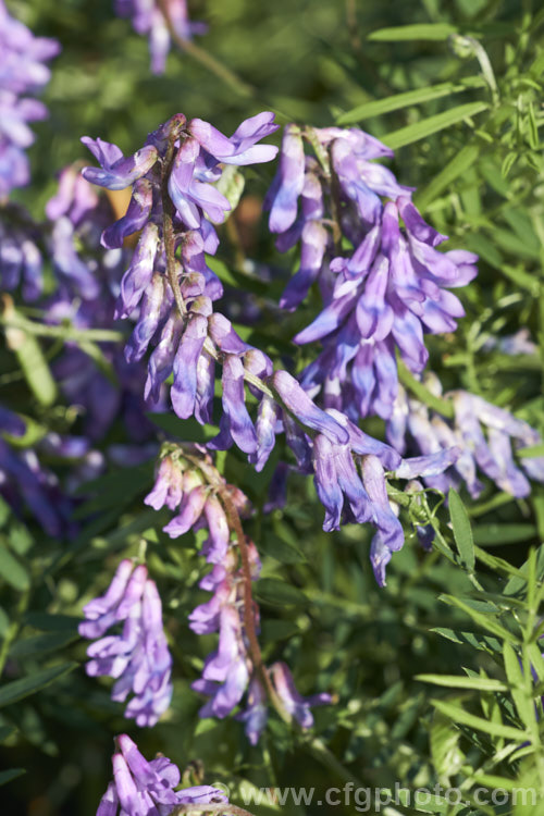 Tufted. Vetch, Blue Vetch or Cow. Vetch (<i>Vicia cracca</i>), a European perennial, tendril-tipped, scrambling vine that is usually seen growing among other plants that give it support. As a nitrogen-fixing legume, it has some uses as a fodder crop but is widely regarded as a weed. It has naturalised in many temperate areas. vicia-3388htm'>Vicia.