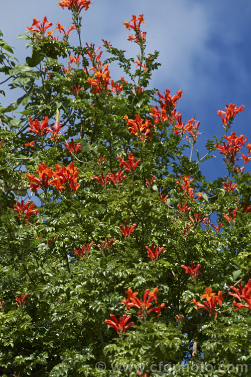 Cape. Honeysuckle (<i>Tecoma capensis [syn. Tecomaria capensis]), an evergreen shrub or semi-climber that is often used for hedging. It occurs naturally across much of southern Africa and flowers intermittently throughout the year. Orange is the typical flower colour but cultivars occur in a range of shades from yellow through pink to deep red. tecoma-3352htm'>Tecoma. <a href='bignoniaceae-plant-family-photoshtml'>Bignoniaceae</a>.
