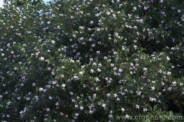Keurboom (<i>Virgilia divaricata</i>), an evergreen leguminous large shrub or tree native to South Africa. The flowers, which open from spring, are pleasantly scented and range in colour from almost white to deep purple-pink. This is a very pale form. virgilia-3391htm'>Virgilia.