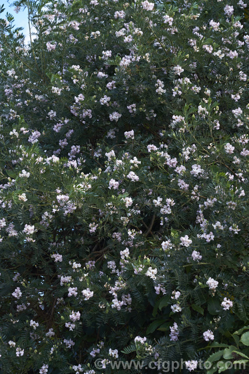 Keurboom (<i>Virgilia divaricata</i>), an evergreen leguminous large shrub or tree native to South Africa. The flowers, which open from spring, are pleasantly scented and range in colour from almost white to deep purple-pink. This is a very pale form. virgilia-3391htm'>Virgilia.