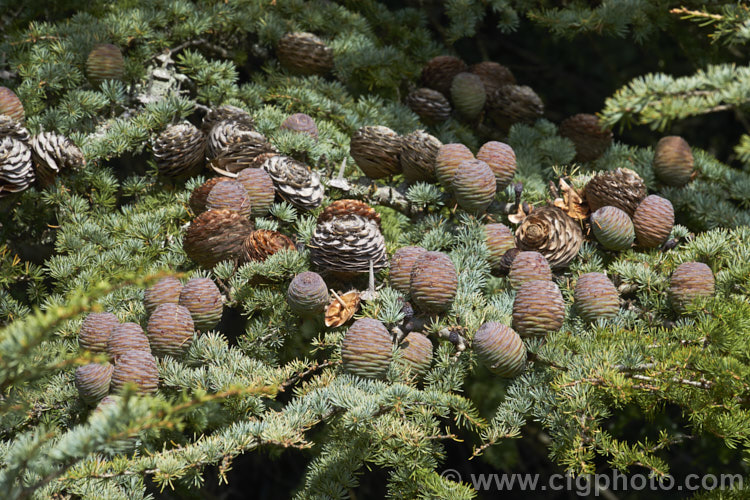 Cones of the Atlas Mountains. Blue Cedar (<i>Cedrus libani subsp. atlantica 'Glauca' [syn. Cedrus atlantica 'Glauca']) at various stages of maturity 'Glauca' is a silver-blue to blue-green-foliaged cultivar of an evergreen conifer, up to 50m tall, from North Africa. cedrus-2037htm'>Cedrus. <a href='pinaceae-plant-family-photoshtml'>Pinaceae</a>.