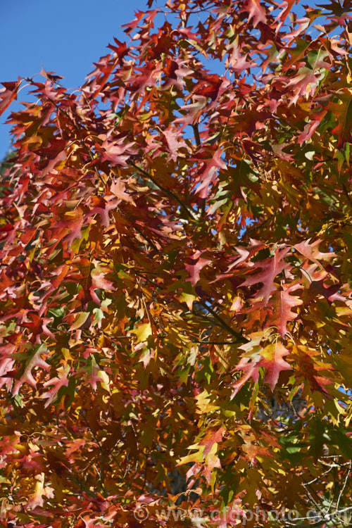 Scarlet Oak (<i>Quercus coccinea</i>), a 30m tree native to the eastern United States and southern Canada that is famed for its vivid red autumn foliage. It can be distinguished from the similar. Pin Oak (<i>Quercus palustris</i>), by the smooth underside of its foliage (no hairs in the fork of the veins</i>) and usually broader basal foliage lobes