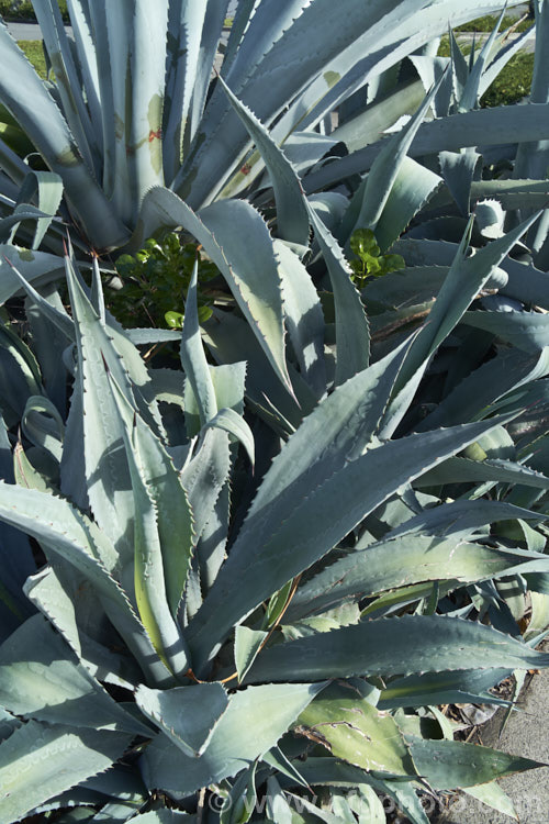 Century Plant (<i>Agave americana</i>) surrounded by offsets or suckers. This a large monocarpic succulent is native to eastern Mexico. The thick fleshy leaves are edged with fierce teeth and the flower spike can grow to over 6m tall Although given the name Century Plant because it was thought to flower once in a hundred years, the rosettes actually take around 8-15 years to mature to flowering size, after which they die, to be replaced by the suckers shown here. Order: Asparagales, Family: Asparagaceae Century Plant (<i>Agave americana</i>) surrounded by offsets or suckers. This a large monocarpic succulent is native to eastern Mexico. The thick fleshy leaves are edged with fierce teeth and the flower spike can grow to over 6m tall Although given the name Century Plant because it was thought to flower once in a hundred years, the rosettes actually take around 8-15 years to mature to flowering size, after which they die, to be replaced by the suckers shown here. Order: Asparagales, Family: Asparagaceae
