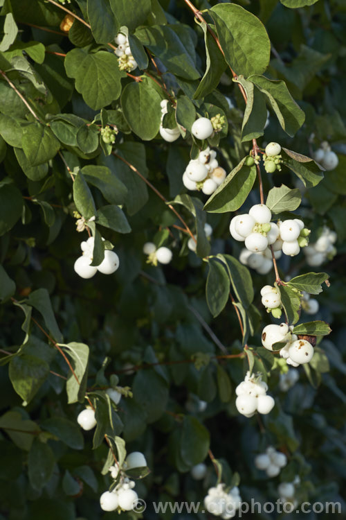 <a href='caprifoliaceae-plant-family-photoshtml'>Caprifoliaceae</a>