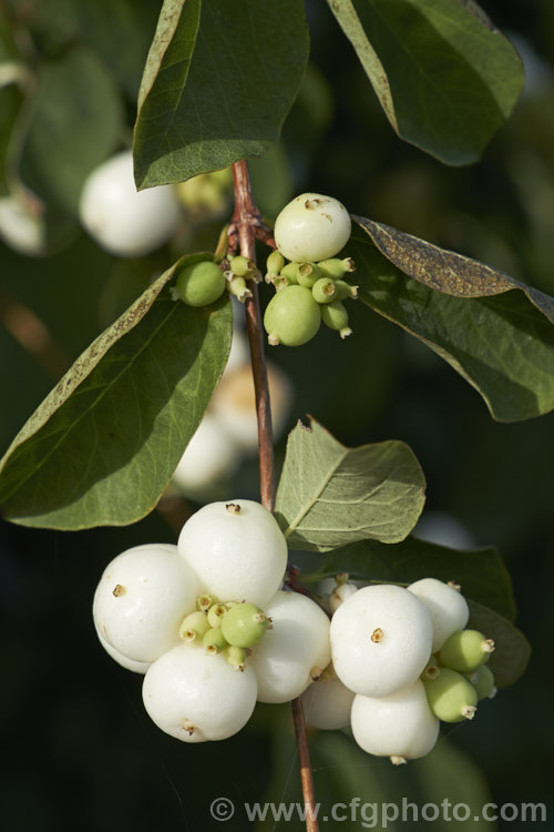 <a href='caprifoliaceae-plant-family-photoshtml'>Caprifoliaceae</a>