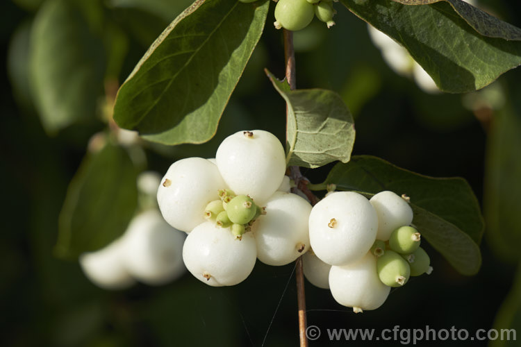 <a href='caprifoliaceae-plant-family-photoshtml'>Caprifoliaceae</a>