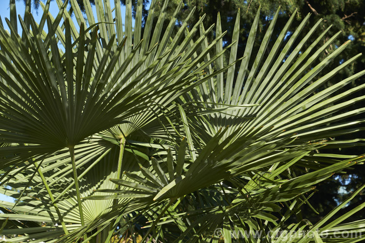 The foliage of the Chinese Windmill. Palm, Chusan. Palm or Hemp. Palm (<i>Trachycarpus fortunei</i>), a tough 10-20m tall fibrous-trunked fan palm from central and eastern China and Burma. trachycarpus-2555htm'>Trachycarpus.