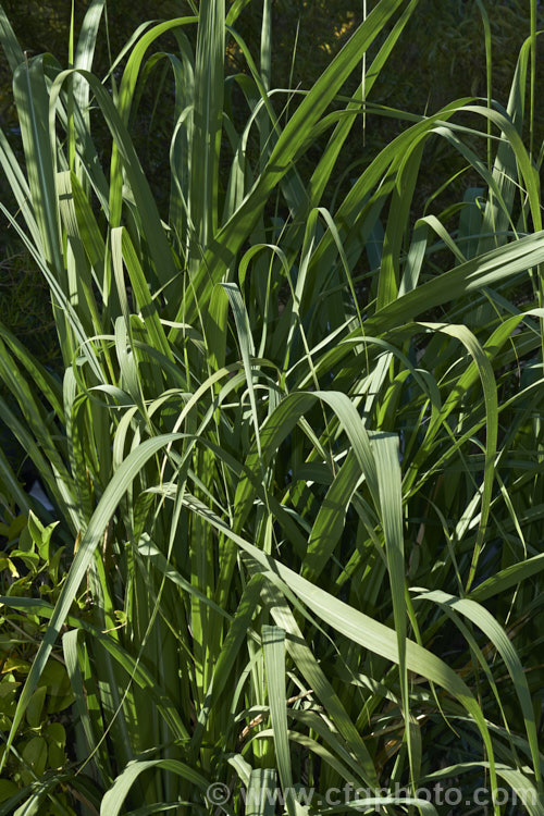 Sugar Cane (<i>Saccharum officinarum</i>), the source of most refined sugar, this grass grows up to 6m tall and is a native of tropical Southeast Asia and Polynesia. In some areas, such as northern New South Wales, Australia, it has become invasive and may threaten native ecosystems. Order: Poales, Family: Poaceae