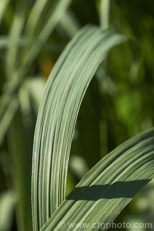 Sugar Cane (<i>Saccharum officinarum</i>), the source of most refined sugar, this grass grows up to 6m tall and is a native of tropical Southeast Asia and Polynesia. In some areas, such as northern New South Wales, Australia, it has become invasive and may threaten native ecosystems. Order: Poales, Family: Poaceae