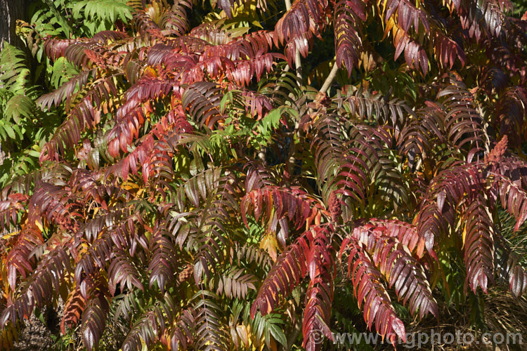 The autumn foliage of Stag's Horn. Sumach (<i>Rhus typhina</i>), a deciduous shrub or small tree up to 6m high and wide, native to temperate eastern North America. It is known for its vivid autumn foliage colours and the velvety red fruiting heads (shown here</i>) that develop from tiny yellow-green flowers. rhus-2719htm'>Rhus. <a href='anacardiaceae-plant-family-photoshtml'>Anacardiaceae</a>.