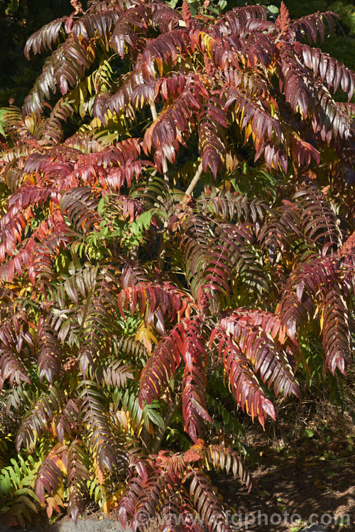 The autumn foliage of Stag's Horn. Sumach (<i>Rhus typhina</i>), a deciduous shrub or small tree up to 6m high and wide, native to temperate eastern North America. It is known for its vivid autumn foliage colours and the velvety red fruiting heads (shown here</i>) that develop from tiny yellow-green flowers. rhus-2719htm'>Rhus. <a href='anacardiaceae-plant-family-photoshtml'>Anacardiaceae</a>.