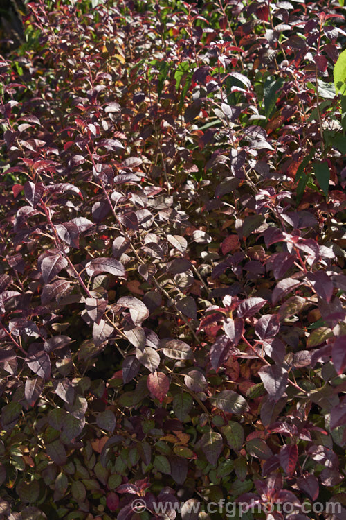 The autumn foliage of Fuchsia x colensoi (<i>Fuchsia excorticata x Fuchsia perscandens</i>), a natural hybrid between two New Zealand species. The flowers are often an unusual combination of green and indigo blue on first opening but quickly age to reddish purple. Blue pollen is borne on yellow anthers at the tip of blue filaments. In sun the foliage is a reddish purple shade that intensifies in autumn. fuchsiashtml'>Fuchsia. <a href='onagraceae-plant-family-photoshtml'>Onagraceae</a>.