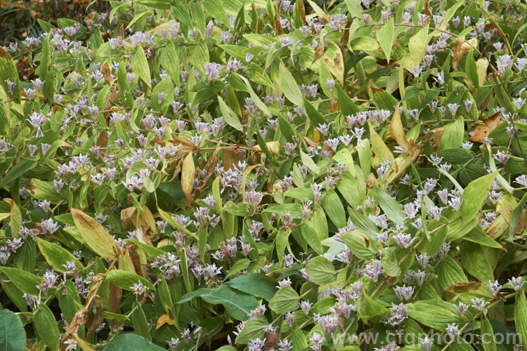 Tricyrtis macropoda, still flowering well in late autumn, even though its foliage is drying off. This Chinese species of toad lily grows to around 70cm tall and forms a dense, spreading clump. Like most species in the genus it is autumn-flowering. tricyrtis-2303htm'>Tricyrtis. <a href='liliaceae-plant-family-photoshtml'>Liliaceae</a>.