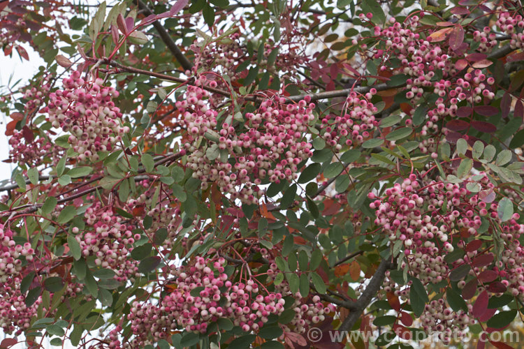 Sorbus hupehensis, this rowan or mountain ash from central and western China is a small deciduous tree that grows to around 10m tall. The berries, initially creamy white, become pink-blushed as they ripen. sorbus-2143htm'>Sorbus.