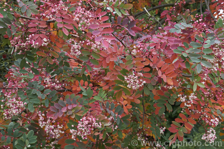 Sorbus hupehensis, this rowan or mountain ash from central and western China is a small deciduous tree that grows to around 10m tall. The berries, initially creamy white, become pink-blushed as they ripen. sorbus-2143htm'>Sorbus.