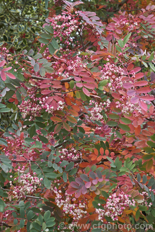 Sorbus hupehensis, this rowan or mountain ash from central and western China is a small deciduous tree that grows to around 10m tall. The berries, initially creamy white, become pink-blushed as they ripen. sorbus-2143htm'>Sorbus.