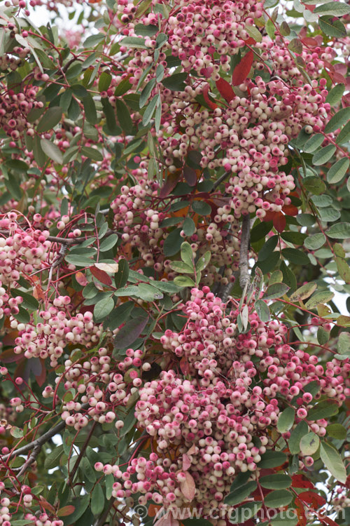 Sorbus hupehensis, this rowan or mountain ash from central and western China is a small deciduous tree that grows to around 10m tall. The berries, initially creamy white, become pink-blushed as they ripen. sorbus-2143htm'>Sorbus.