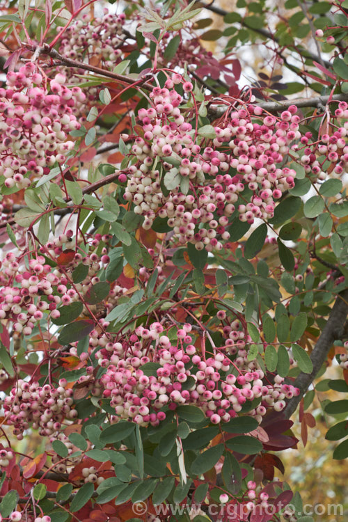 Sorbus hupehensis, this rowan or mountain ash from central and western China is a small deciduous tree that grows to around 10m tall. The berries, initially creamy white, become pink-blushed as they ripen. sorbus-2143htm'>Sorbus.