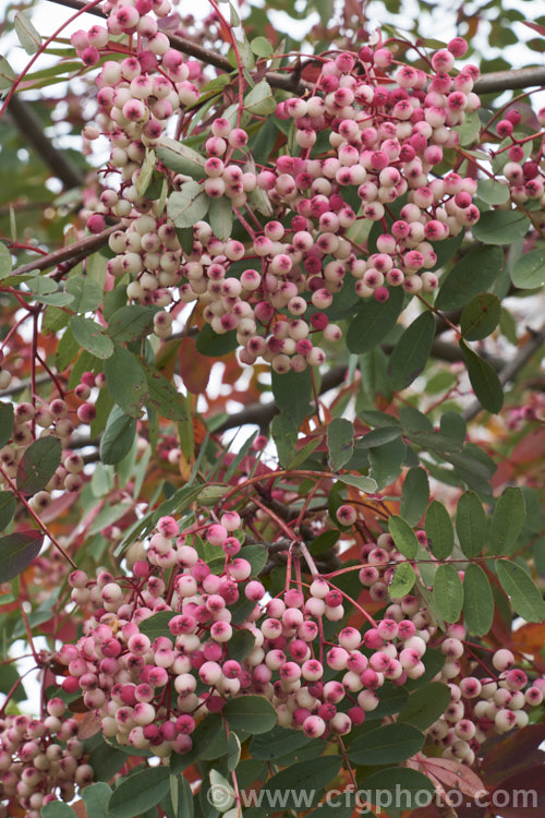 Sorbus hupehensis, this rowan or mountain ash from central and western China is a small deciduous tree that grows to around 10m tall. The berries, initially creamy white, become pink-blushed as they ripen. sorbus-2143htm'>Sorbus.