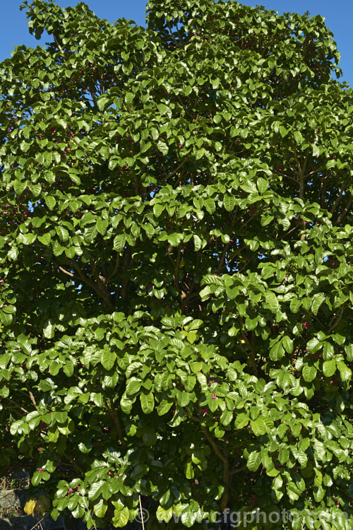 Puriri (<i>Vitex lucens</i>), a 20m tall, wide-spreading evergreen tree native to New Zealand It has lush, lustrous green foliage and small pinkish-red flowers that open from late autumn. vitex-2927htm'>Vitex.