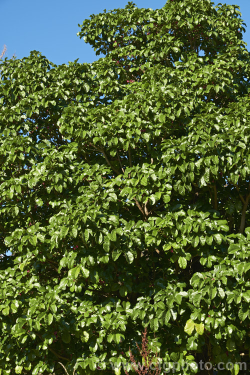 Puriri (<i>Vitex lucens</i>), a 20m tall, wide-spreading evergreen tree native to New Zealand It has lush, lustrous green foliage and small pinkish-red flowers that open from late autumn. vitex-2927htm'>Vitex.
