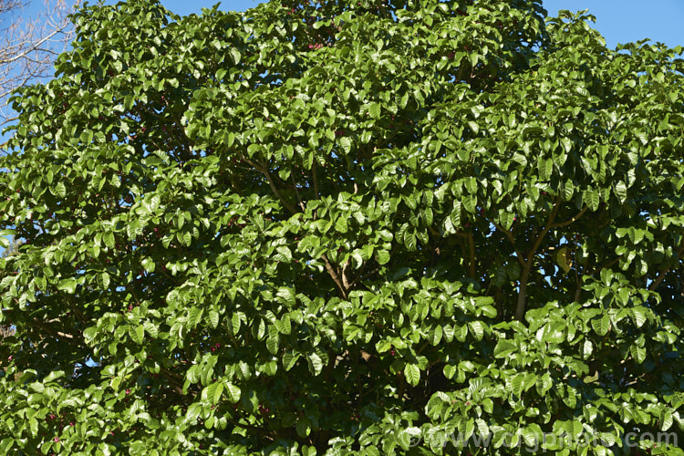 Puriri (<i>Vitex lucens</i>), a 20m tall, wide-spreading evergreen tree native to New Zealand It has lush, lustrous green foliage and small pinkish-red flowers that open from late autumn. vitex-2927htm'>Vitex.