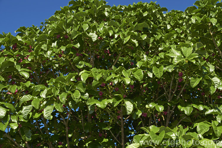 Puriri (<i>Vitex lucens</i>), a 20m tall, wide-spreading evergreen tree native to New Zealand It has lush, lustrous green foliage and small pinkish-red flowers that open from late autumn. vitex-2927htm'>Vitex.