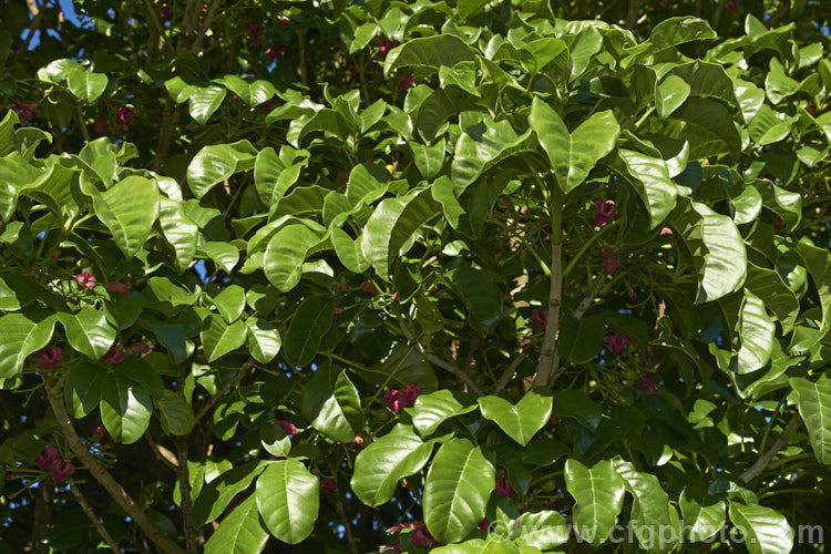 Puriri (<i>Vitex lucens</i>), a 20m tall, wide-spreading evergreen tree native to New Zealand It has lush, lustrous green foliage and small pinkish-red flowers that open from late autumn. vitex-2927htm'>Vitex.